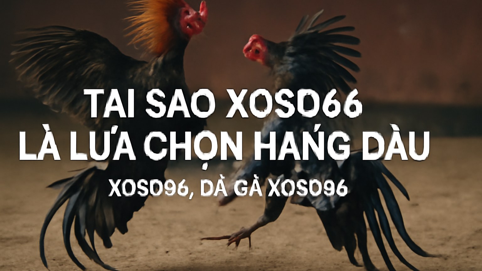 XOSO66 – Nền tảng cá cược hàng đầu với dịch vụ Đá Gà XOSO66 chuyên nghiệp